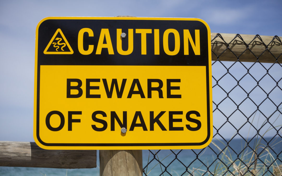 Travel Tips : Snake Safety