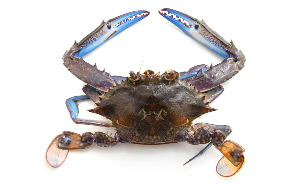 Ceduna Crab Competition