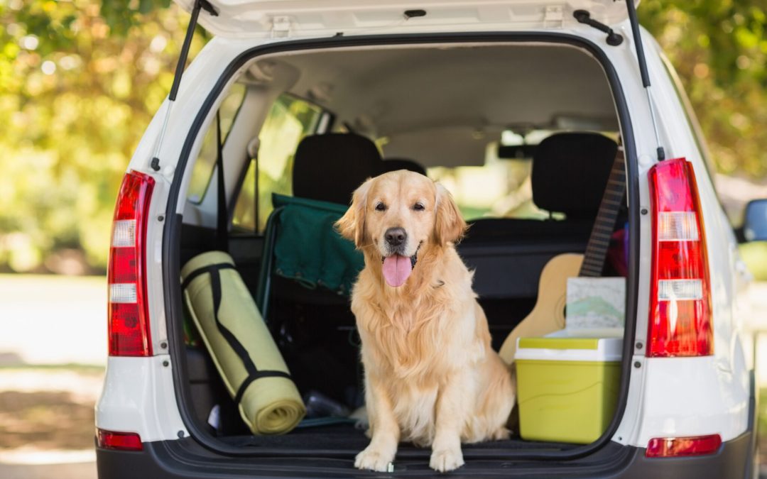 12 TIPS FOR TRAVELLING WITH YOUR PET – #1