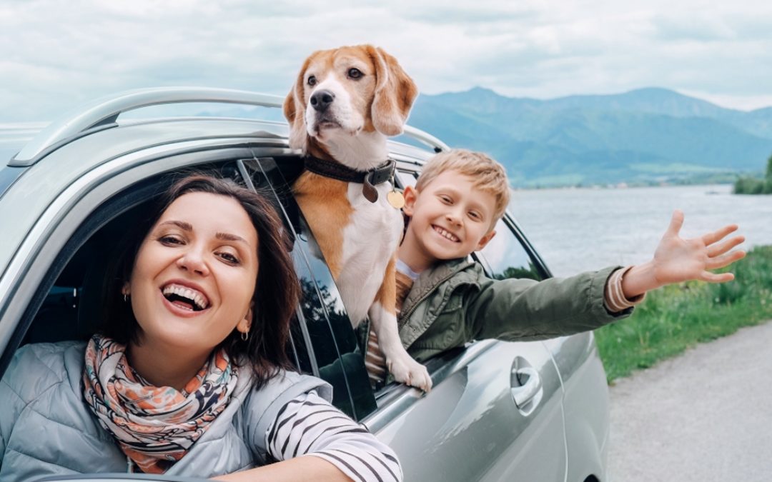 12 TIPS FOR TRAVELLING WITH YOUR PET