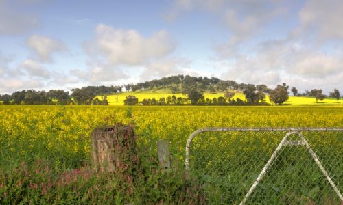 Fenced Field in Inland New South Wales