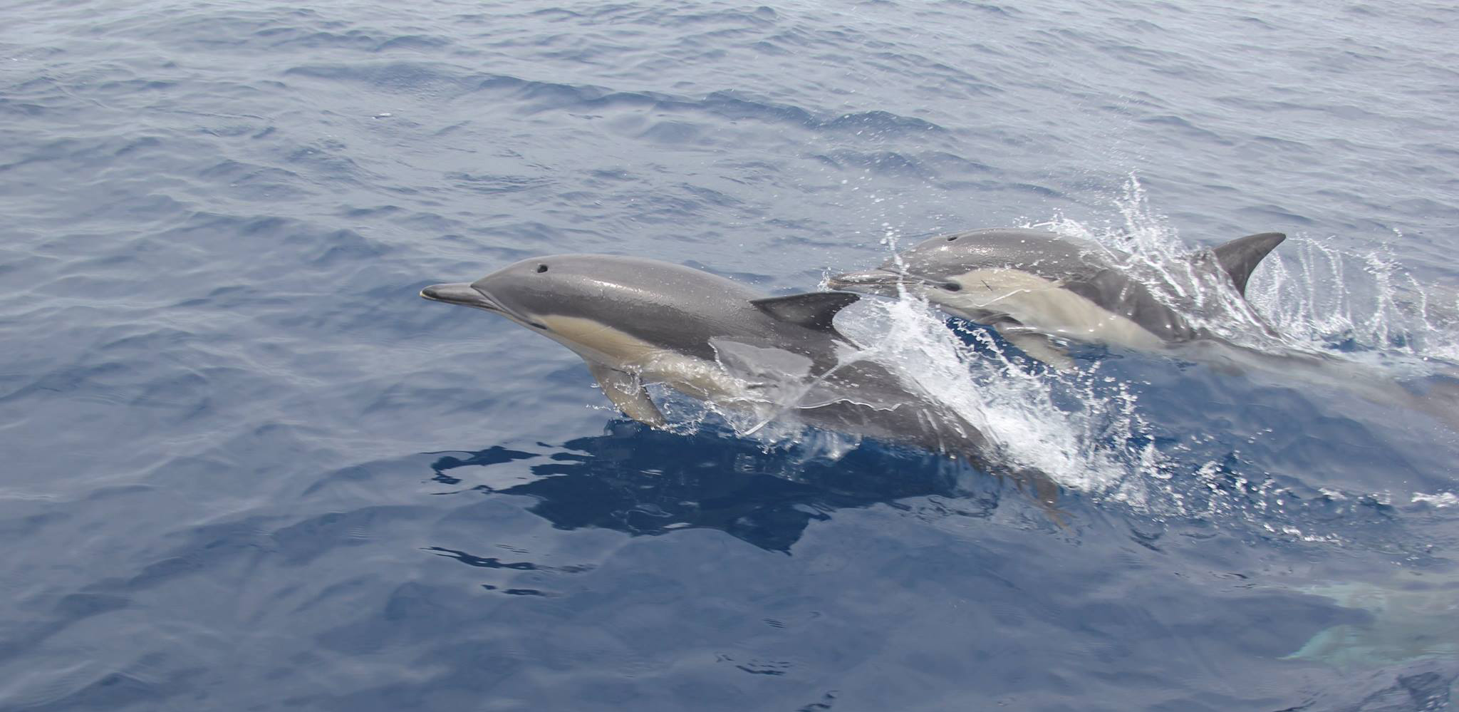 dolphin tours tauranga