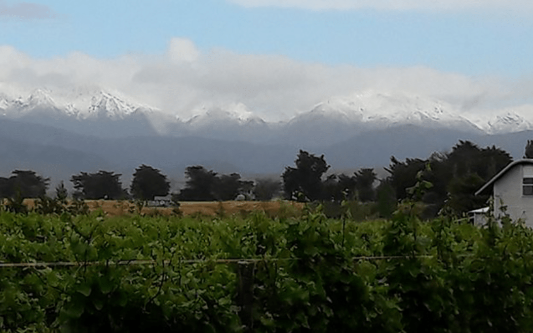 Loopline Vineyard