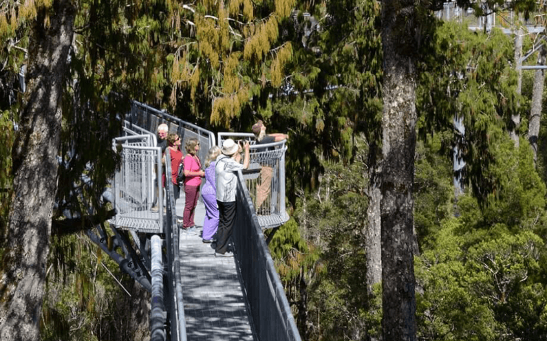 West Coast Treetop Walk & Cafe